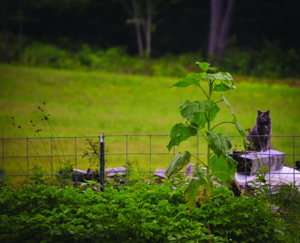 Being a Good Neighbor Tips for Country Living Grit